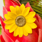 NEW Sunflower Brooch - Jordans Jewellers